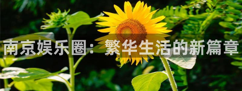 三牛娱乐：南京娱乐圈：繁华生活的新篇章