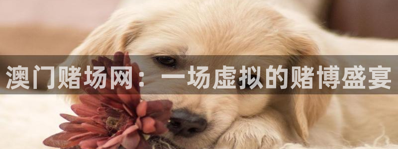 三牛娱乐：澳门赌场网：一场虚拟的赌博盛宴